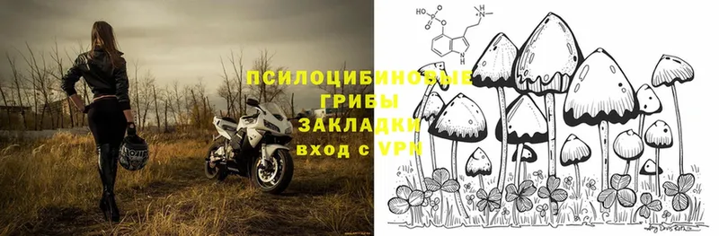 Галлюциногенные грибы Psilocybine cubensis  hydra tor  Котельники  купить  